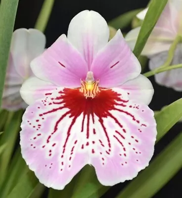 Miltoniopsis Maui Mist  Golden Gate  45$ 4 Inch Pot In Buds In Blooms • $45