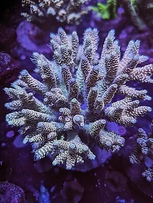 WYSIWYG XL LARGE Rainbow Millepora Acropora Colony SPS Live Coral Acro JF RR ASD • $259.99