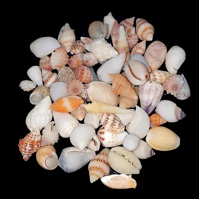Assorted Mixed Craft Small Sea Shells 10-20mm | 50g  • £2.99