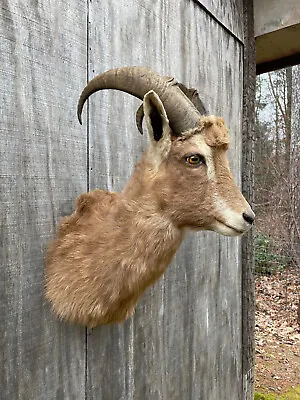 Beautiful Taxidermy Really Kool Brown & White Billy Goat-Ibex Shoulder Mount • $975