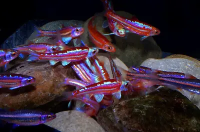 Rainbow Shiner * Notropis Chrosomus Type 2 * TEMPERATE FISH • £7.99