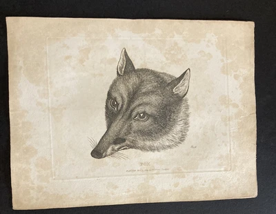 £9.99 • Buy Etching By Samuel Howitt FOX 