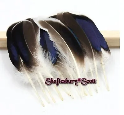 NATURAL MALLARD DUCK  Feathers X 10 Small  Feathers Per Pack  4  - 6  . • £3.45