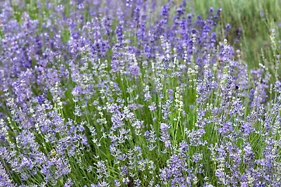 20 Seeds DWARF MUNSTEAD LAVENDER English Lavandula Angustifolia Flower Herb • $9.99