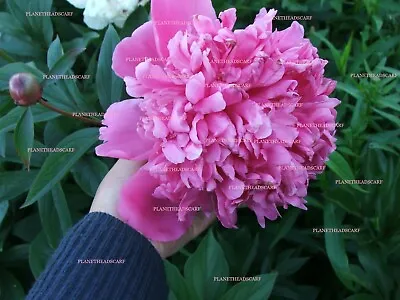 PINK Peony Plant HUGE SCENTED Blooms Hardy Perennial PLANT / TUBERS GARDEN GROWN • £21.99