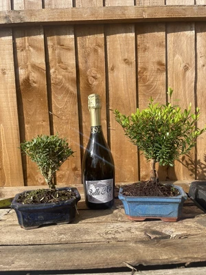 £37 • Buy Bonsai Tree Large Twin Pack - Brush Cherry & Box Wood Save £20 & Free Post