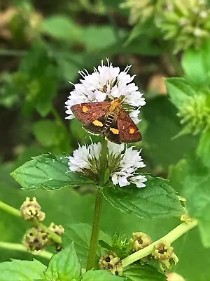 Water Mint Mentha Aquatica Seeds X100 Bee Pollinator Friendly Organic • £4.99