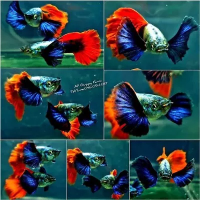 1 Trio  -Live  Guppy Fish High Quality-Platium Dumbo Red Tails   Big Ear • $34.95