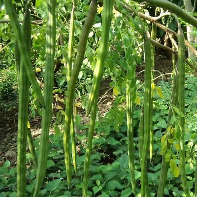 Golden Hills Farm Hybrid Drumstick/Sajna/Moringa Oleifera Seeds PKM1 50+ Seeds • $60.78
