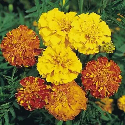 French Marigold BONITA MIX Dwarf HEIRLOOM Beneficial Plant Non-GMO 100 Seeds! • $3.98