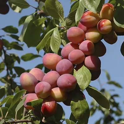 You Garden - Plum Tree Victoria Bare Root Fruit Tree UK Garden Variety • £19.99