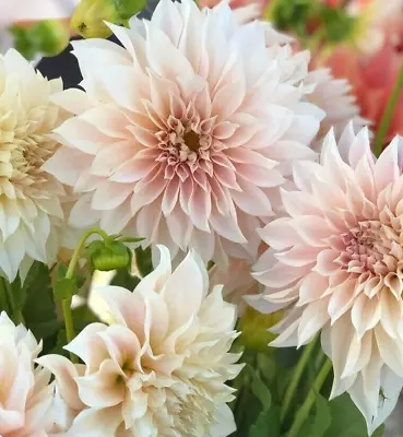 Dahlia Tubers  'Cafe Au Lait' Dinnerplate Sized Blooms • $16.50