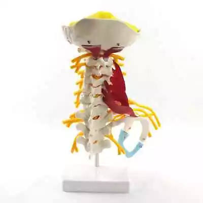 1:1 Human Cervical Spine Anatomy Model Medical Science Teaching Resources • $73.16