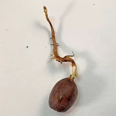 Sprouted White Oak Acorns (Six Individual Sprouts) • $6