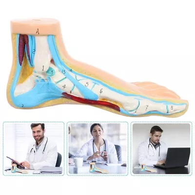 Medical Anatomical Foot Model Human Anatomy Foot Teaching Anatomy Foot Model • $28.95