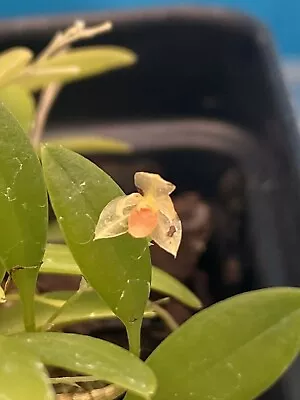 Platystele Repens ‘Joan’ Yellow Orange BS Orchid Species Micro Miniature 2” Pot • $29.74