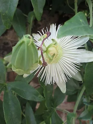 £3.75 • Buy Hardy White Passion Flower - Perennial- Passiflora Caerulea 12 Seeds