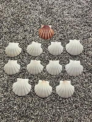 $16 • Buy Lot Of 12 Shells 2.5” Wide Scallop Seashells Cream Color Crafts Or Food Display