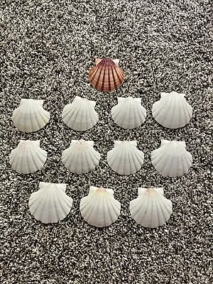 Lot Of 12 Shells 2.5” Wide Scallop Seashells Cream Color Crafts Or Food Display • $12