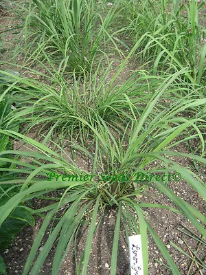 Herb  Lemon Grass East Indian  0.4 Gram ~800 Finest Seeds • £2.29