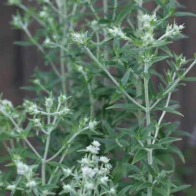 1000 Mountain Mint Seeds Pycnanthemum Pilosum • $3.99