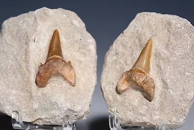 REAL Fossil Shark Tooth On Matrix With FREE STAND - Otodus Megalodon Tooth • £14.99