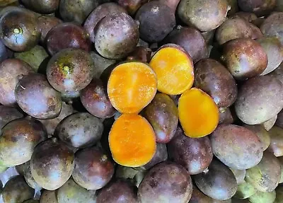 Kasturi Mango 5+ Seeds (Mangifera Casturi) • $350