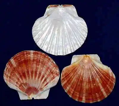Irish Flat Half Scallop Shells~4 -4-1/2 ~(3 Shells) • $6.62