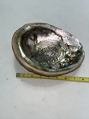 Abalone Shell • $19.99