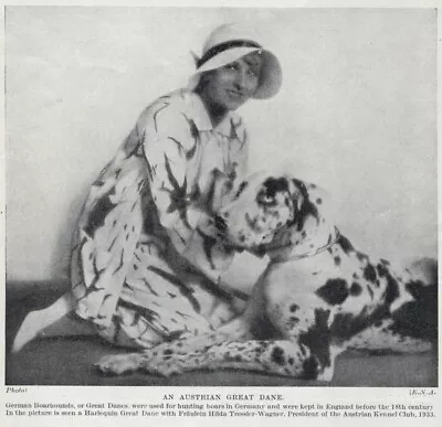 Great Dane  Harlequin  - 1934 Vintage Dog Art  Photo  Print - CUSTOM MATTED • $15