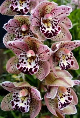 $42 • Buy Cymbidium Vogel's Magic 'Waikanae' 140mm Pot Flowering