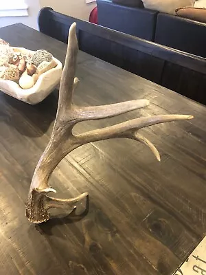 Wild Mule Deer Large Self Standing Cabin Lodge Taxidermy Horn Antler Decor • $125