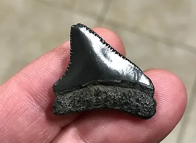 SWEET BARGAIN - 1.17” X 1.04” Lateral/Posterior Megalodon Shark Tooth Fossil • $8.50