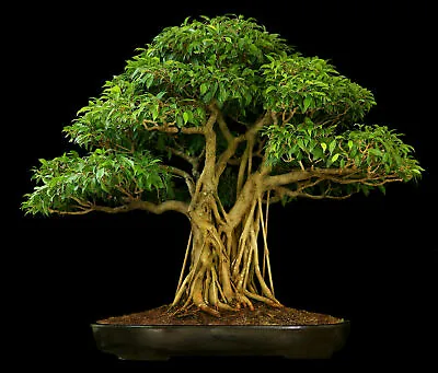 Ficus Religiosa (Bodhi Peepal Tree) Fresh Seeds RARE HousePlant Indoor Bonsai UK • £3.99