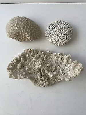 Natural White Sea Corals For Aquarium Decor Set Of 3 • $29.99