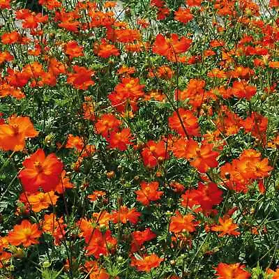 Suttons Cosmos Tango Flower Seed For Tall Bright Orange Flowers Approx 30 Seeds • £2.99