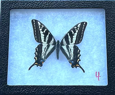 YOU SELECT BEST Butterfly In 5 X6  RIKER MOUNT Using NUMBER ON IMAGE To ORDER! • $25