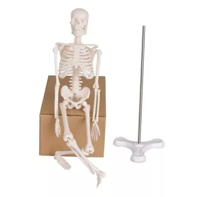 Mini Human Skeleton Model Portable 17” Skeleton 17  Desktop Skeleton Model • $37.83