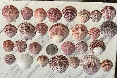 Lot 25 Calico Scallop Seashells Florida Sanibel Island Shells Craft Decor • $4.99