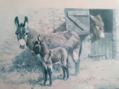 David Shepherd Limited Edition Signed Donkey Framed1982 Good Condition.large • £85