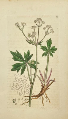 £49.05 • Buy Antique Flower Print - Botanical Art Print - Sanicula - James Sowerby