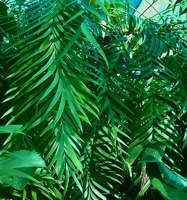 Zamia Pseudoparasitica-Holy Grail Epiphytic Cycad Artificially Propagated Rarity • $449.99