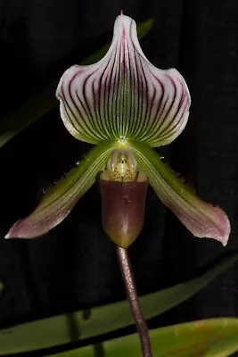 Paphiopedilum Callosum #1 Miniature Thai Species • $15