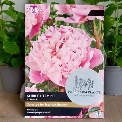 Peony - PAEONIA 'Shirley Temple' • £11.49