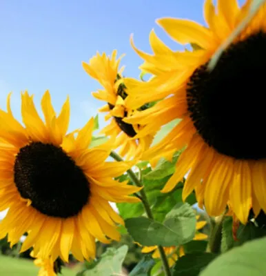 Sunflower Seeds Huge Black Oil Mammoth Flowers Sun Flower Seed For Planting 2024 • $2.95