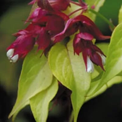 Leycesteria Formosa Gold Leaf (Golden Leaved Himalayan Honeysuckle) - 30 Seeds • £2.40