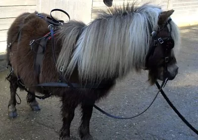 Miniature Shetland Starter Driving Harness • £87.50