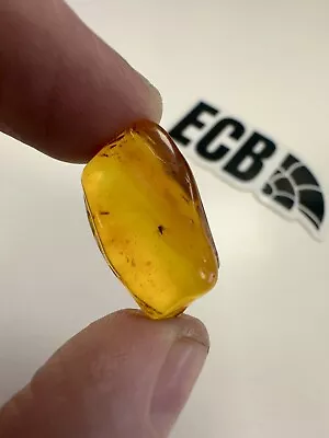 Baltic Amber With Mosquito Inclusion. 100% Real No Fakes. Uk Seller 🇬🇧 • £19.99