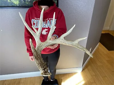 BIG Whitetail Deer Antler Shed Wild Horns Elk Trophy Antlers Sheds 8pt Decor 86” • $299.99