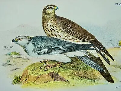 £17.50 • Buy Birds Of Great Britain THE HEN HARRIER Original Victorian Print C1896